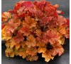 Гейхера Рокис Эмбер (Rockies Amber) C1